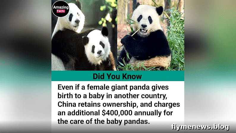 Buy a Panda Animal