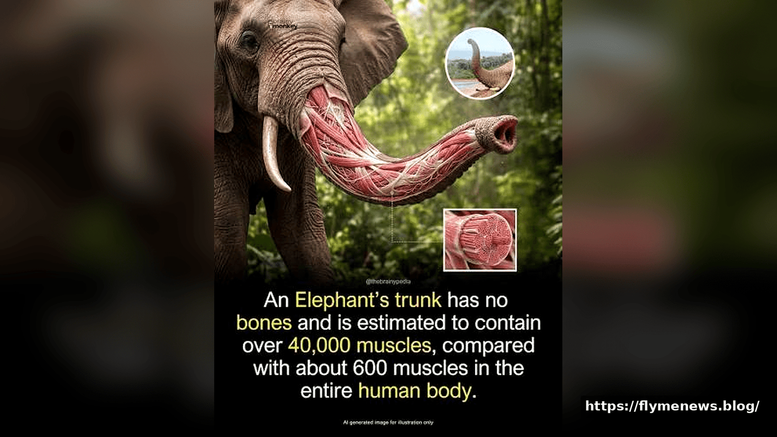 Elephant Tubo