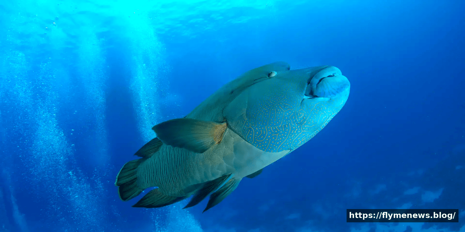 Napoleon Wrasse